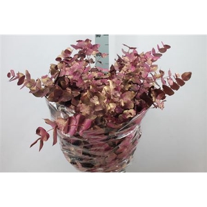 Euca Cinerea Klb Antiek Gold Fuchsia