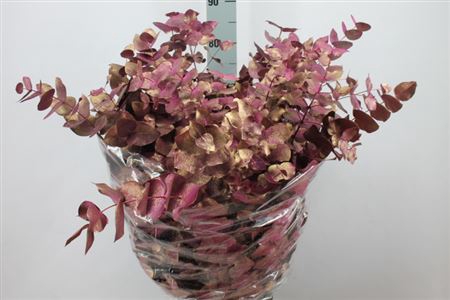 <h4>Euca Cinerea Klb Antiek Gold Fuchsia</h4>