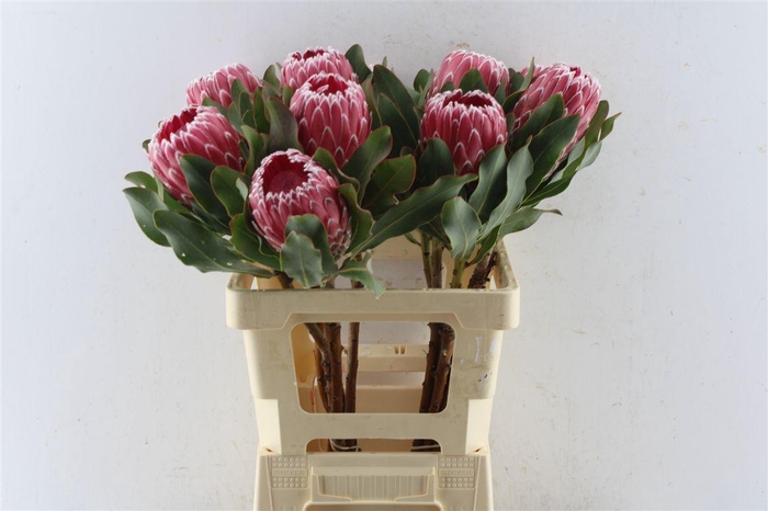 <h4>Protea Empress</h4>