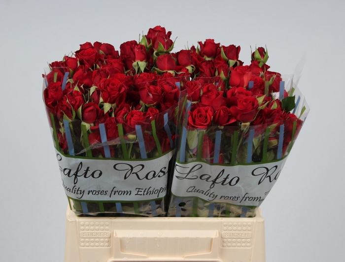 <h4>R TR MIRABEL</h4>