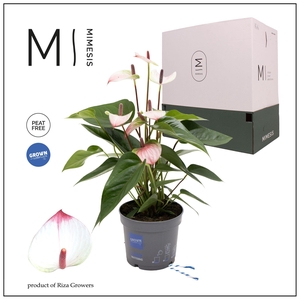 Mimesis Anthurium KARMA Hotlips - 12cm