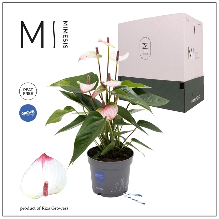 <h4>Mimesis Anthurium KARMA Hotlips - 12cm</h4>