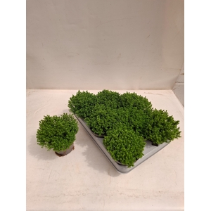 HEBE EMERALD