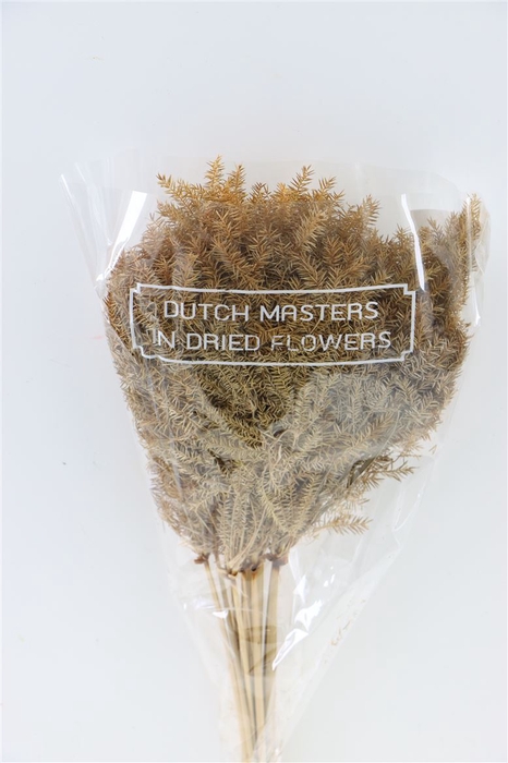 <h4>Dried Umbr. Sedge Big Leaf Green Bunch</h4>