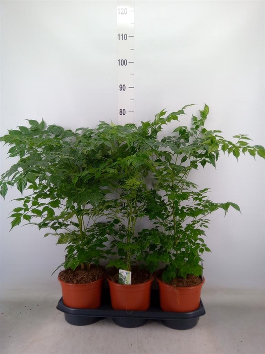 <h4>Radermachera sinica</h4>