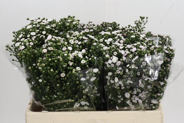 <h4>Aster White Gypsy</h4>