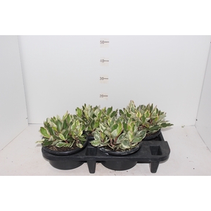 PEPEROMIA TRICOLOR C21