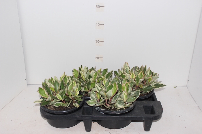 PEPEROMIA TRICOLOR C21
