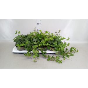 Hedera hibernica