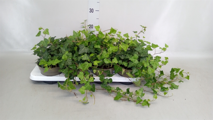 <h4>Hedera hibernica</h4>