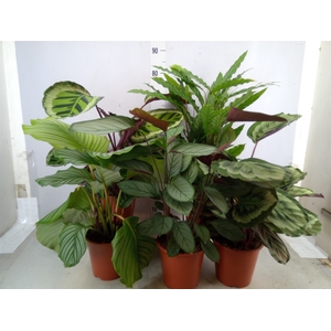 Calathea   ...mix