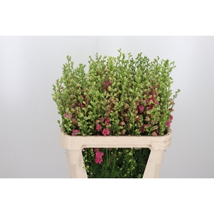 Delphinium Aj Roze