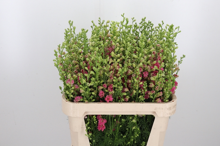 <h4>Delphinium Aj Roze</h4>