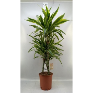 Dracaena fr de 'LemonLime'