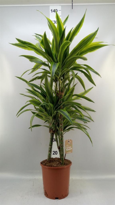 <h4>Dracaena fr de 'LemonLime'</h4>