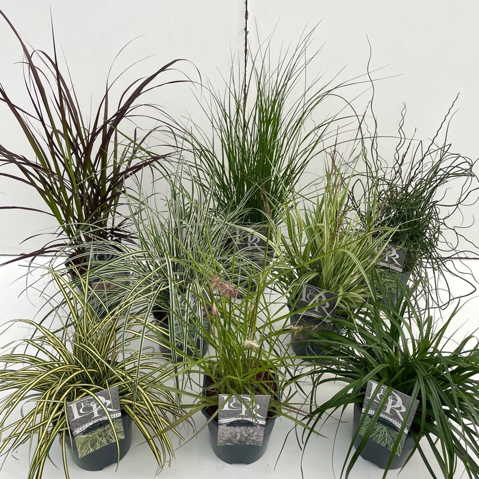 <h4>Grasses Mix Variaties P17</h4>