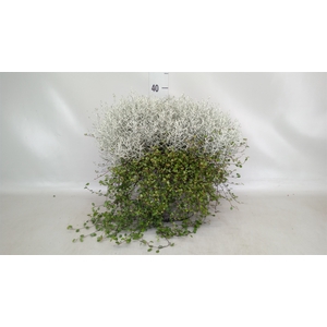 Leucophyta brownii