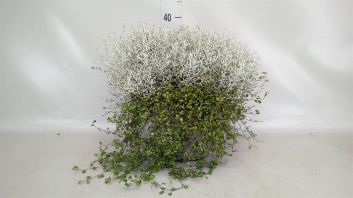 <h4>Leucophyta brownii</h4>