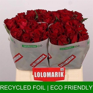 R Gr Ever Red Extra Lolo