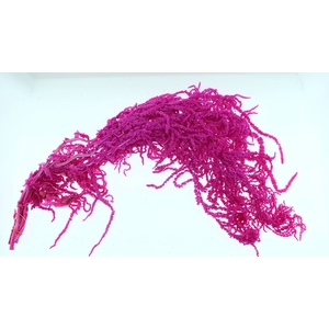 Amaranthus Preserved Cerise