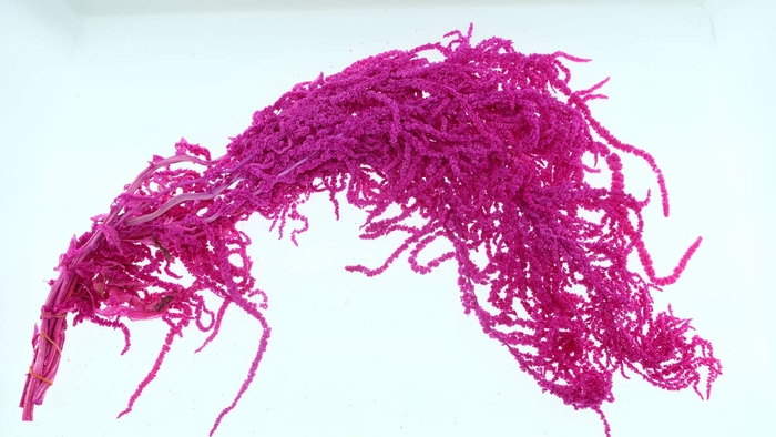 <h4>Amaranthus Preserved Cerise</h4>