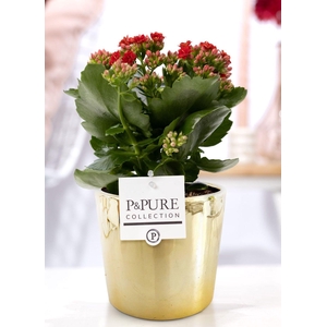 Kalanchoe red in P&PURE Laryssa ceramics shiny gold