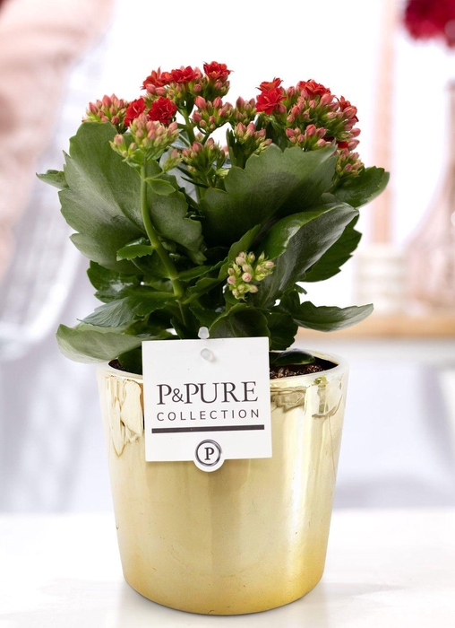 <h4>Kalanchoe red in P&PURE Laryssa ceramics shiny gold</h4>