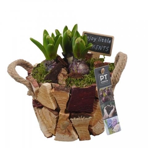PTHC9176 Arrangement Hyacints in hout pot