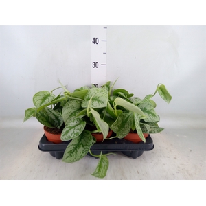 Scindapsus pictus 'Trebie'