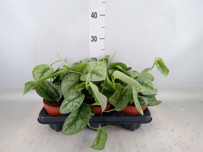 <h4>Scindapsus pictus 'Trebie'</h4>
