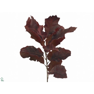 Querc Rubra Rood
