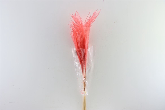 Dried Stipha Feather Cerise Large Bunch
