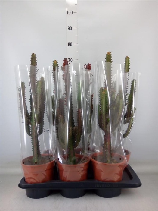 <h4>Euphorbia trigona 'Rubra'</h4>
