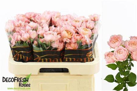 <h4>R Tr Julietta</h4>