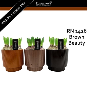 1426 - Brown Beauty (Hyacint)