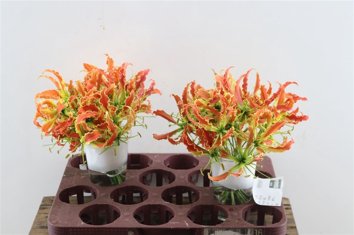 <h4>Gloriosa Sp Orange</h4>