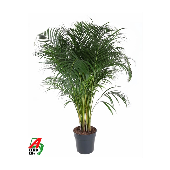 <h4>Dypsis Lutescens(Areca) P27</h4>