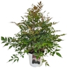 Astilbe J Washington