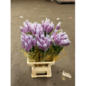 CHR G Anastasia Lavender