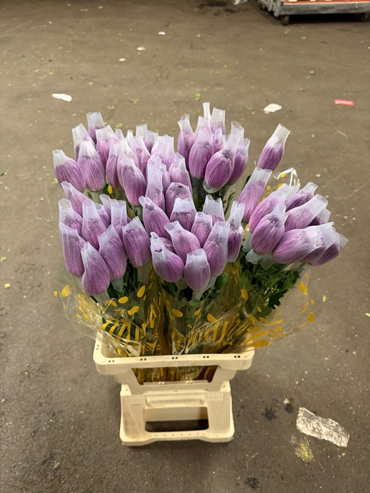 <h4>CHR G Anastasia Lavender</h4>