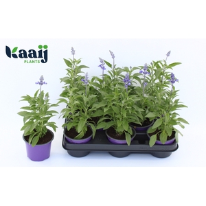 SALVIA OV
