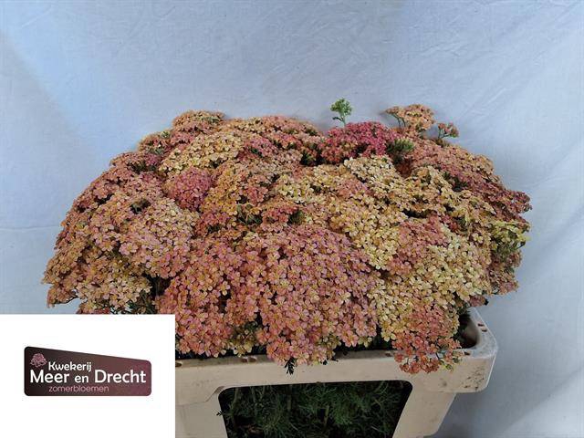 <h4>Achillea lachsschönheit</h4>