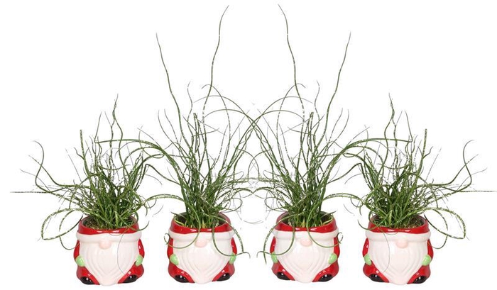 <h4>JUNCUS SPIRALLIS</h4>