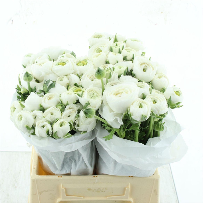 <h4>Ran Su B200 Extra</h4>