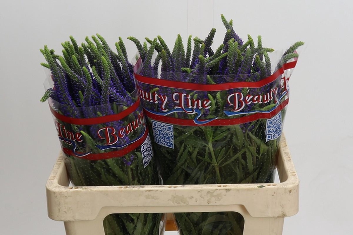 <h4>Veronica Skyler Blue</h4>