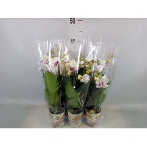 Phalaenopsis multi. 'FC Safe Haven'
