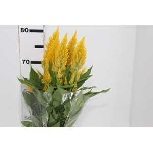 CELOSIA PLUMOSA CENTURY YELLOW 070 CM