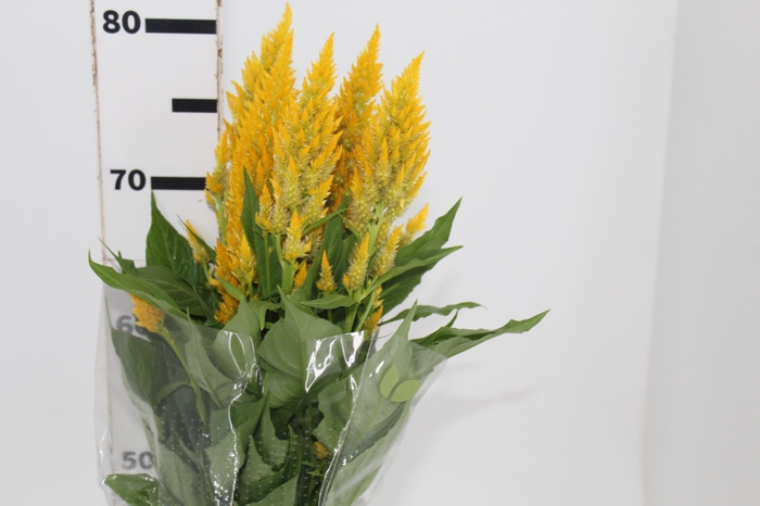 <h4>CELOSIA PLUMOSA CENTURY YELLOW 070 CM</h4>