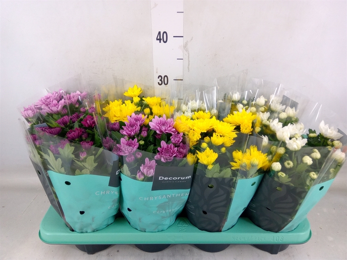 <h4>Chrysanthemum  'Artistic'   ...mix</h4>