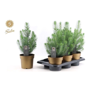 Pinus pinea 'Silver Crest'